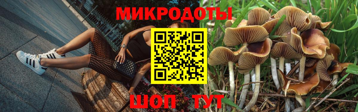 Галлюциногенные грибы Psilocybe Кольчугино